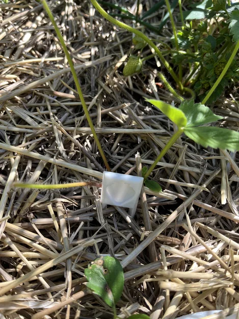 Ghim cố định ngó dâu tây (Strawberry runner pin) giúp nhân giống hiệu quả - Image 1