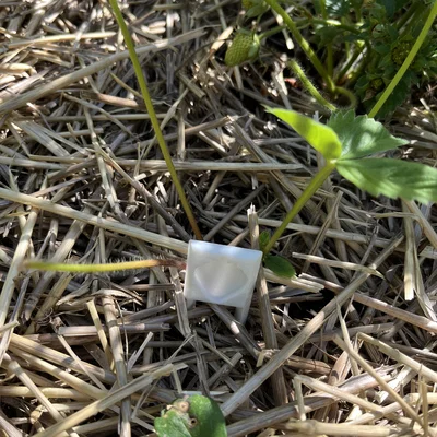 Ghim cố định ngó dâu tây (Strawberry runner pin) giúp nhân giống hiệu quả