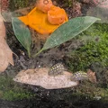 Khay thức ăn in 3D tiện lợi cho Isopod và thú cưng nhỏ - Thumbnail 1
