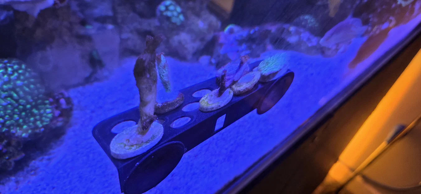 Giá Đỡ Frag (Frag Rack) Nhỏ Gọn - Image 1