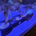 Giá Đỡ Frag (Frag Rack) Nhỏ Gọn - Thumbnail 1