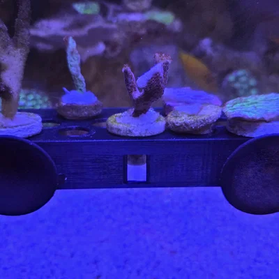 Giá Đỡ Frag (Frag Rack) Nhỏ Gọn
