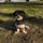 dden_2909450