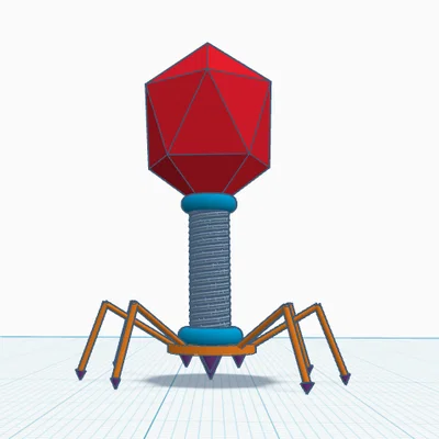 Mô hình 3D thực khuẩn thể (Bacteriophage) cho dự án khoa học