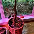 Ốp chậu cây phong cách Mid-century (Dollar Tree Planter Cover) - Thumbnail 2