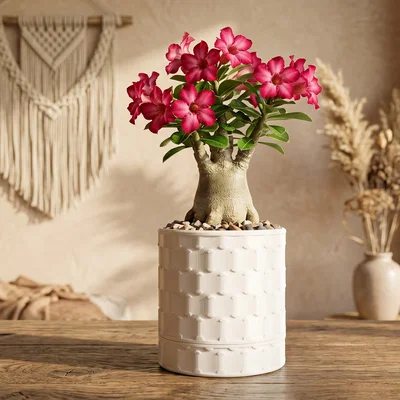 Hũ đựng đồ Modern Dotted White tinh tế