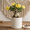 Hũ Đựng Đồ Họa Tiết Lưới Lục Giác Màu Trắng - Thumbnail 1