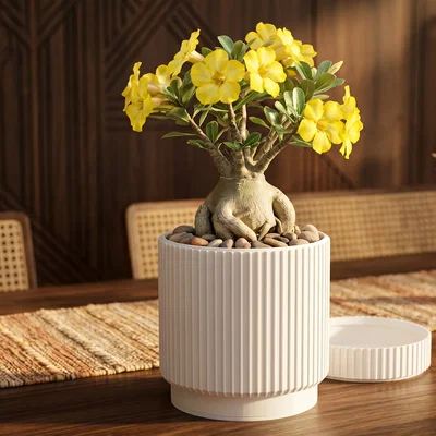 Lọ Đựng Đồ Modern Fluted Màu Trắng Sang Trọng