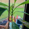 Kẹp giữ cây hình chú gấu có thể điều chỉnh - Thumbnail 3