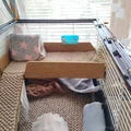 2 floor – Ngàm/kẹp giữ tầng 2 cho lồng guinea pig - Thumbnail 4