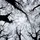 pecore_1588089
