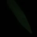 Marker Vườn/Cây (Garden/Plant Marker) - Thumbnail 3