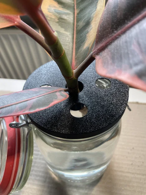 Nắp hũ mason jar - Giâm cành (plant propagation) - Image 1