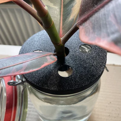 Nắp hũ mason jar - Giâm cành (plant propagation)