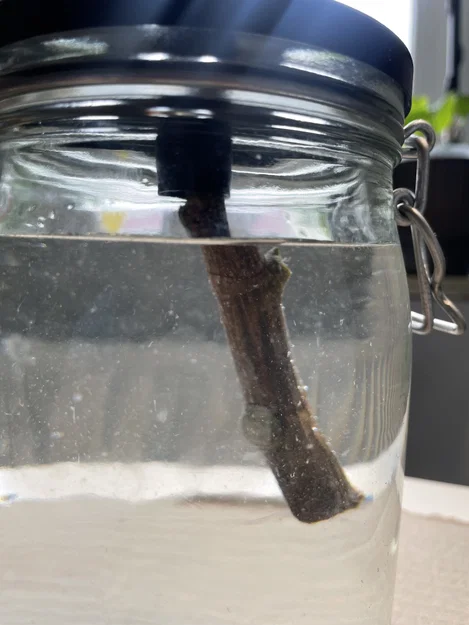 Nắp hũ mason jar - Giâm cành (plant propagation) - Image 2