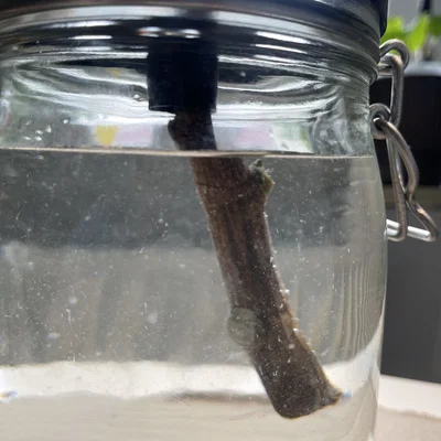 Nắp hũ mason jar - Giâm cành (plant propagation)