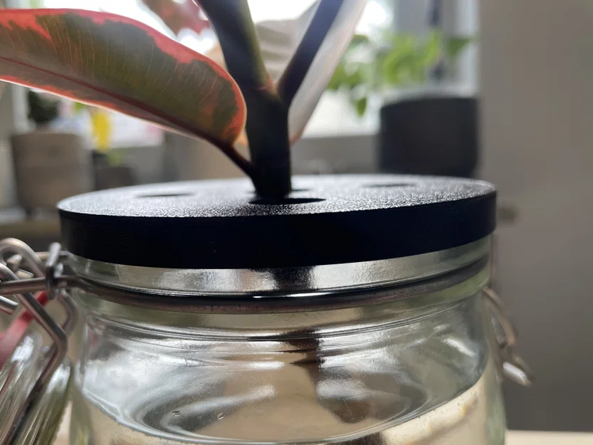 Nắp hũ mason jar - Giâm cành (plant propagation) - Image 3