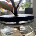 Nắp hũ mason jar - Giâm cành (plant propagation) - Thumbnail 3