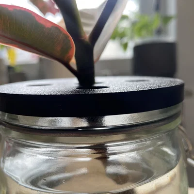 Nắp hũ mason jar - Giâm cành (plant propagation)