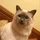 Newtcat_4429667