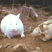 Mô hình 3D chú thỏ sát thủ Monty Python huyền thoại