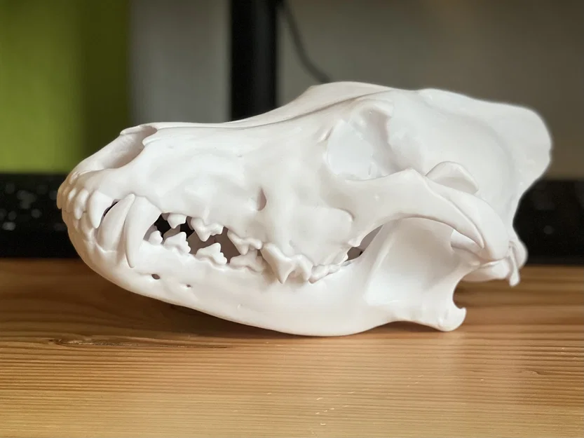 Hộp sọ Sói xám (Canis lupus) – Skull of a Grey Wolf - Image 1