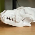 Hộp sọ Sói xám (Canis lupus) – Skull of a Grey Wolf - Thumbnail 1