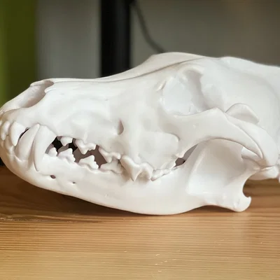 Hộp sọ Sói xám (Canis lupus) – Skull of a Grey Wolf