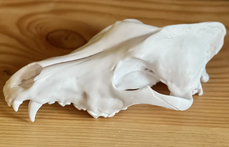 Hộp sọ Sói xám (Canis lupus) – Skull of a Grey Wolf - Image 2