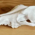 Hộp sọ Sói xám (Canis lupus) – Skull of a Grey Wolf - Thumbnail 2