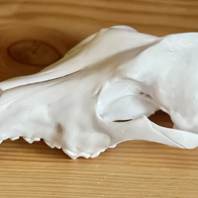 Hộp sọ Sói xám (Canis lupus) – Skull of a Grey Wolf