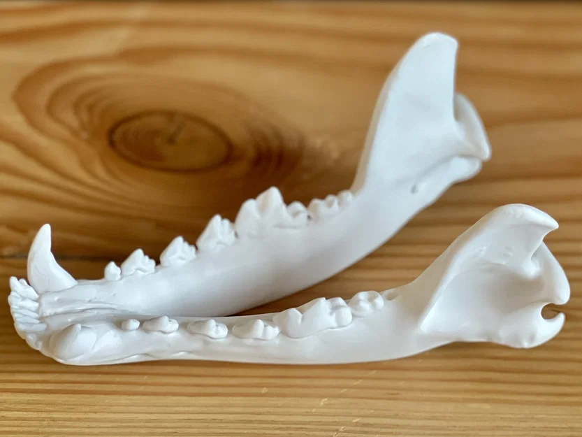 Hộp sọ Sói xám (Canis lupus) – Skull of a Grey Wolf - Image 3
