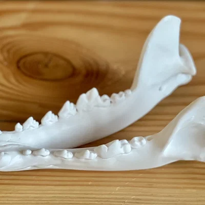 Hộp sọ Sói xám (Canis lupus) – Skull of a Grey Wolf