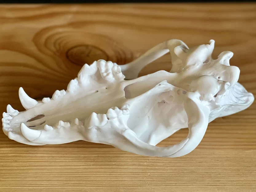 Hộp sọ Sói xám (Canis lupus) – Skull of a Grey Wolf - Image 4