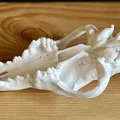 Hộp sọ Sói xám (Canis lupus) – Skull of a Grey Wolf - Thumbnail 4
