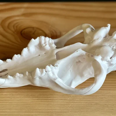 Hộp sọ Sói xám (Canis lupus) – Skull of a Grey Wolf