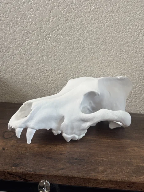 Sọ Sói Dire (Aenocyon dirus) - Skull of a Dire Wolf - Image 1