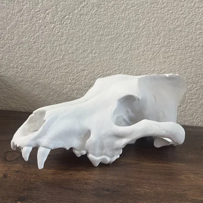 Sọ Sói Dire (Aenocyon dirus) - Skull of a Dire Wolf