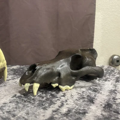 Sọ Sói Dire (Aenocyon dirus) - Skull of a Dire Wolf