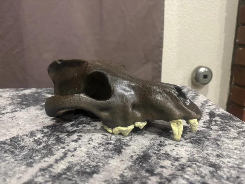 Sọ Sói Dire (Aenocyon dirus) - Skull of a Dire Wolf - Image 5