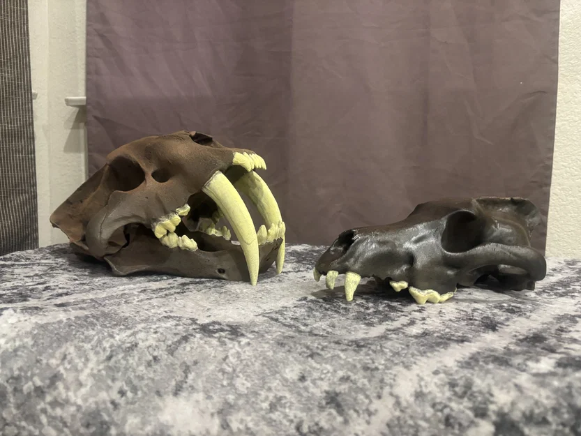 Sọ Sói Dire (Aenocyon dirus) - Skull of a Dire Wolf - Image 6