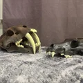 Sọ Sói Dire (Aenocyon dirus) - Skull of a Dire Wolf - Thumbnail 6
