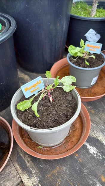 Nhãn ghi chú cho cây con (Seedling labels) - Image 1