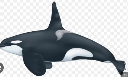 Mô hình 3D cá voi sát thủ Orca tuyệt đẹp - Tải file STL miễn phí - Image 1