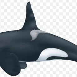Mô hình 3D cá voi sát thủ Orca tuyệt đẹp - Tải file STL miễn phí