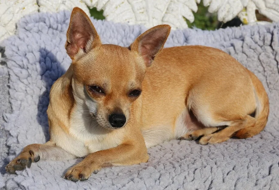 Mô hình 3D chú chó Chihuahua siêu dễ thương và chân thực - Image 1