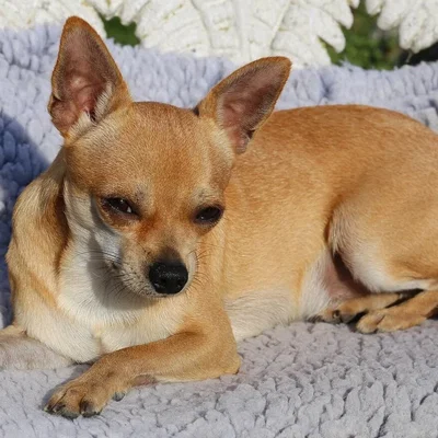 Mô hình 3D chú chó Chihuahua siêu dễ thương và chân thực