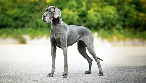 Mô hình 3D chó Great Dane chân thực, sắc nét - Image 1