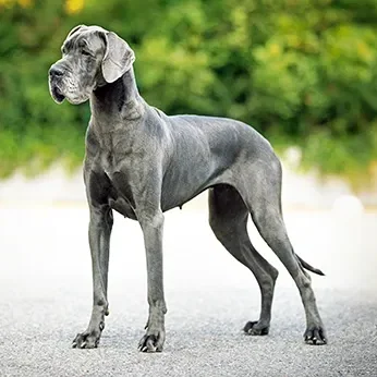 Mô hình 3D chó Great Dane chân thực, sắc nét