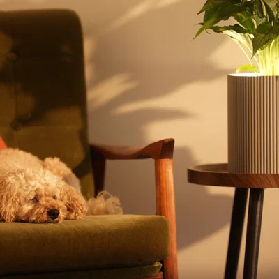 Chậu Cây Cảm Biến Hiện Diện (Presence Sensing Planter)